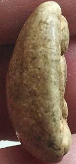 *พิมพ์หลวงพ่อโต เนื้อผง กรุวัดอัมพวา บางกอกน้อย กรุงเทพฯ*