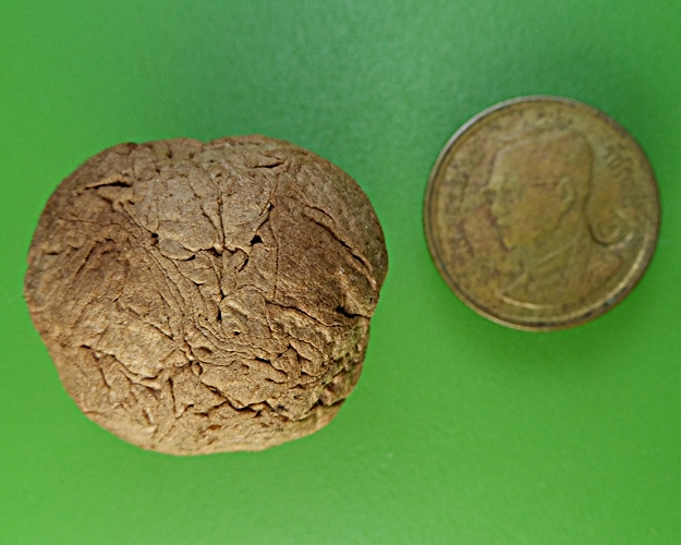 ชานหมากญาท่านเขียน ปุญฺญกาโม ป่าช้าโพนสิม อุบลราชธานี .2148.