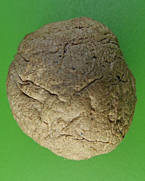 ชานหมากญาท่านเขียน ป่าช้าโพนสิม อุบลราชธานี(1) .2149.