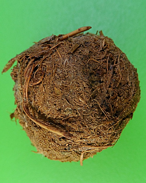 ชานหมากหลวงพ่อสมบูรณ์ วัดหงส์รัตนาราม กทม .2150.