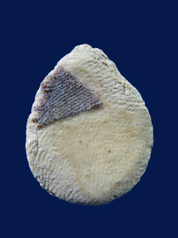 $ พระกลีบบัวหลังจีวร หลวงพ่อฤาษีลิงดำ วัดท่าซุง จ.อุทัยธานี เคาะเดียว ๒ องค์ครับ 