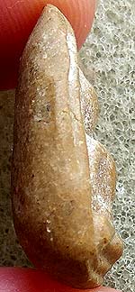 พิมพ์เม็ดบัว ผงน้ำมัน