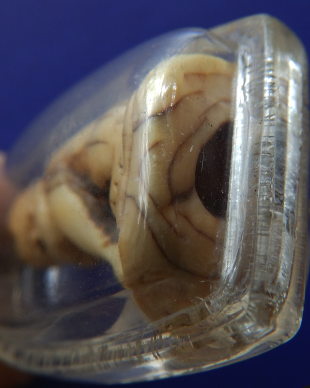 เขี้ยวเสือแกะ เก่า สูง 3 ซ.ม.