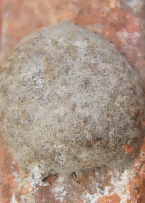 พระหลวงพ่อปาน วัดบางนมโค อยุธยา พิมพ์ขี่ครุฑ