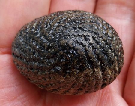 *เบี้ยแก้ ยุคปลาย หลวงปู่เพิ่ม วัดกลางบางแก้ว นครปฐม*