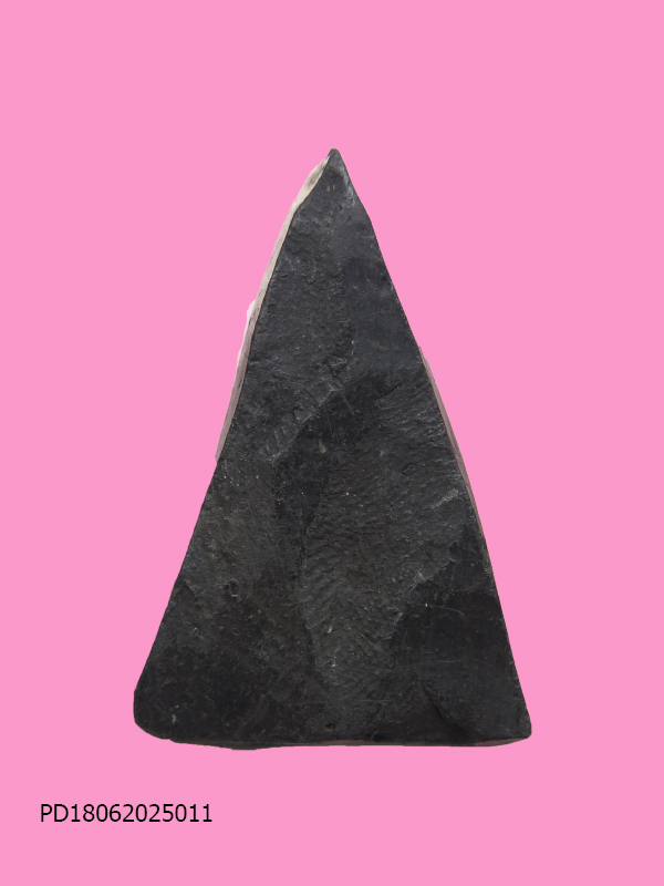 นางพญาเนื้อดินดำ