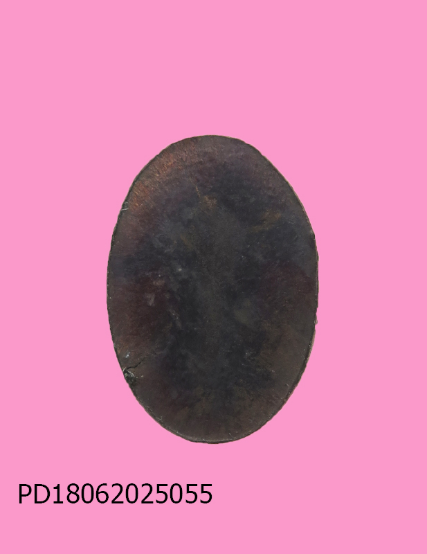 เหรียญ นาคปรก ใบมะขาม รุ่น ๑ “ หลวงปู่ปรง สาสโน ” วัดธรรมเจดีย์ (ศิษย์ร่วมสำนัก กับ หลวงพ่อกวย )