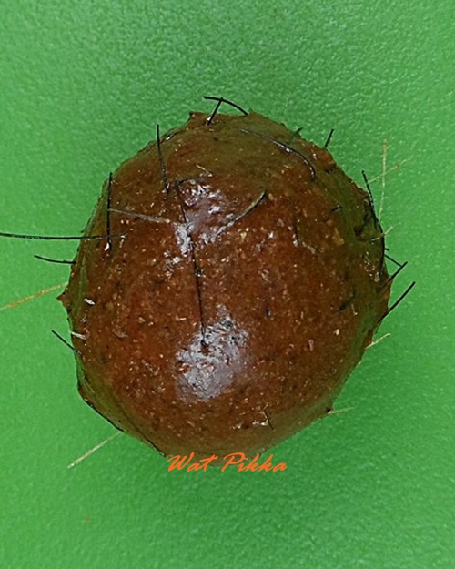 ลูกอมว่าน108ผสมชานหมาก+เกศา ญาท่านเขียน ป่าช้าโพนสิม อุบลราชธานี .4211.