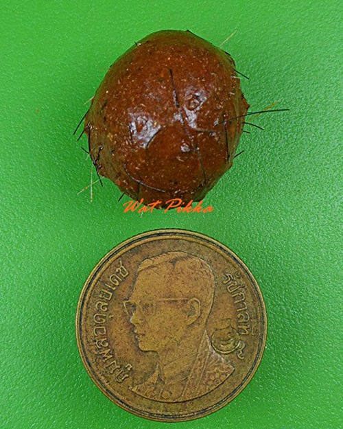 ลูกอมว่าน108ผสมชานหมาก+เกศา ญาท่านเขียน ป่าช้าโพนสิม อุบลราชธานี .4211.