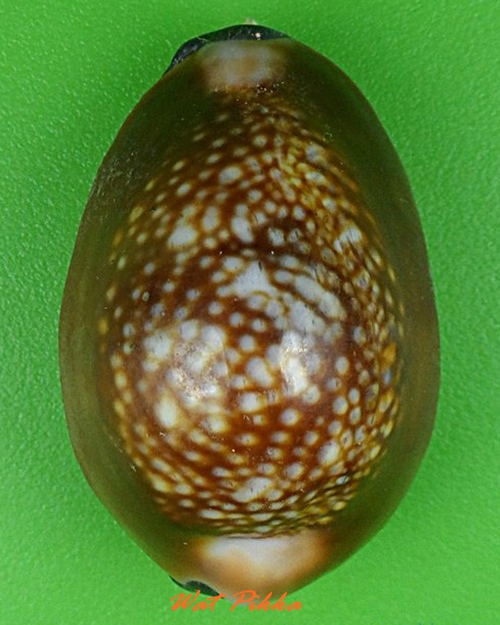 เบี้ยกัน บรรจุทรายเสก+แร่เขาพนมกุเลนฯ หลวงปู่สิงห์ วัดบ้านขี้เหล็ก ศรีสะเกษ .4222.