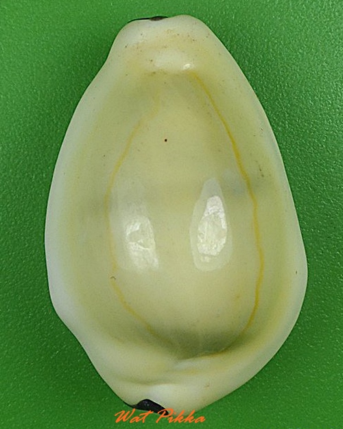 เบี้ยมหาโภคทรัพย์ ฝังตะกรุดหัวใจเศรษฐี หลวงปู่สิงห์ วัดบ้านขี้เหล็ก ศรีสะเกษ .4227.