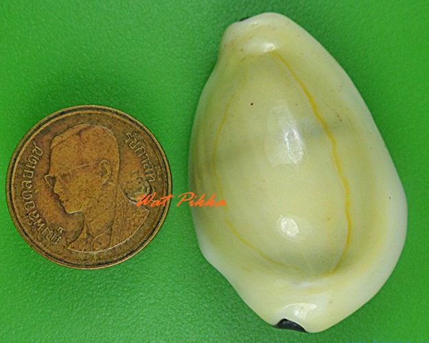 เบี้ยมหาโภคทรัพย์ ฝังตะกรุดหัวใจเศรษฐี หลวงปู่สิงห์ วัดบ้านขี้เหล็ก ศรีสะเกษ .4227.