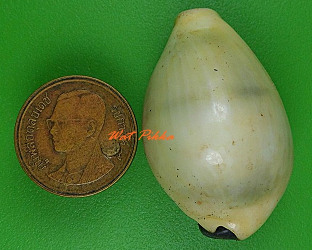 เบี้ยมหาโภคทรัพย์ ฝังตะกรุดหัวใจเศรษฐี หลวงปู่สิงห์ วัดบ้านขี้เหล็ก ศรีสะเกษ .4228.