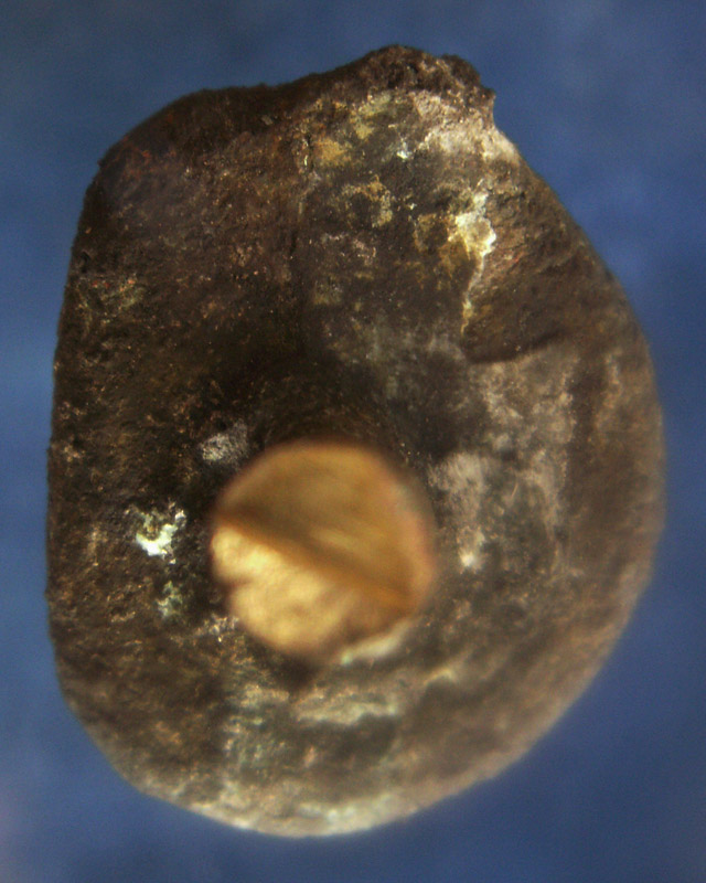 แท้ๆ จากวัด !! รูปหล่อหลวงพ่อเงิน รุ่นปืนแตก วัดคงคาราม (บางคลานใต้) ตัดจากช่อกรรมการ (14)