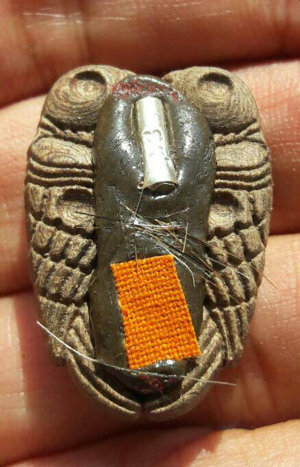 สาริกาไม้มะยม​ หลวงปู่หงษ์ พรหมปัญโญ ด้านหลังจัดเต็ม วัดเพชรบุรี จ.สุรินทร์ เคาะเดียว   