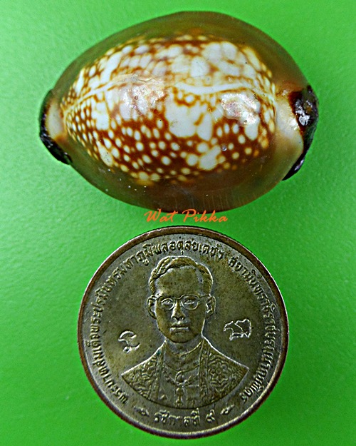 เบี้ยแก้หลวงพ่อพิเชฐ วัดโคกหม้อ ลพบุรี *.5483.*