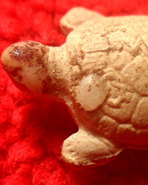 พญาเต่าเรือนเนื้อผงรุ่นแรก ปี35 หลวงปู่คำ วัดหนองแก จ.ประจวบคีรีขันธ์  องค์นี้พิเศษบรรจุพระธาตุ