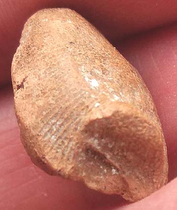 *พระกำแพงเม็ดน้อยหน่า กรุวัดพระแก้ว กำแพงเพชร องค์ปีกกว้าง(4)*