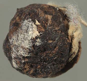 *ลูกอมชานหมาก ติดจีวร สายสิญจน์ หลวงปู่ทิม วัดพระขาว อยุธยา*