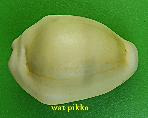 เบี้ยมหาโภคทรัพย์ฝังตะกรุดหัวใจเศรษฐี หลวงปู่สิงห์ วัดบ้านขี้เหล็ก ศรีสะเกษ .B833.*