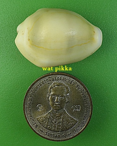 เบี้ยมหาโภคทรัพย์ฝังตะกรุดหัวใจเศรษฐี หลวงปู่สิงห์ วัดบ้านขี้เหล็ก ศรีสะเกษ .B833.*