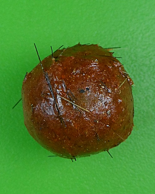 ลูกอมว่าน108ผสมชานหมาก+เกศา ญาท่านเขียน ป่าช้าโพนสิม อุบลราชธานี .B837.