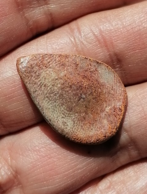 พระไม่ทราบที่ เคาะเดียว   