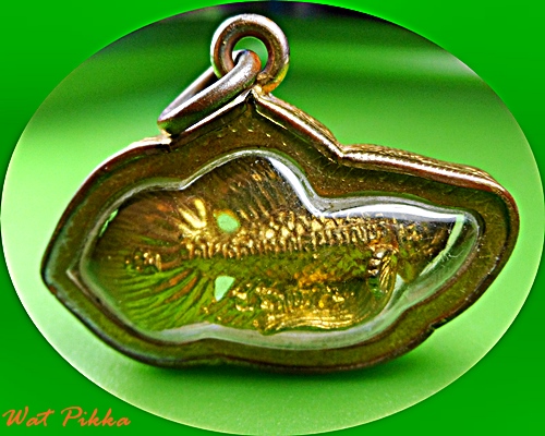 ปลากัดหลวงพ่อน่วม วัดโพธิ์ศรีเจริญ สุพรรณบุรี .E342.