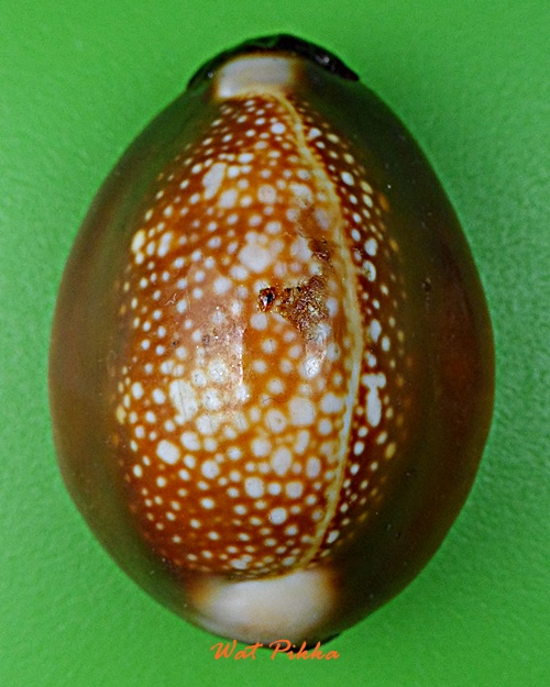 เบี้ยแก้หลวงพ่อพิเชฐ วัดโคกหม้อ ลพบุรี .E345.