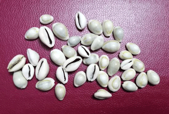 เบี้ยจั่น คละไซด์ จำนวน 40 ตัว หายาก