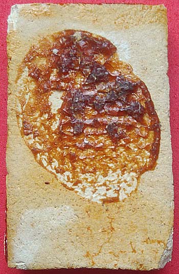 *พิมพ์นาคปรก เนื้อผงทายางนา วัดเกาะกลอย ระยอง ปี๒๕๑๔ หลวงปู่ทิม อิสริโก ปลุกเสก*