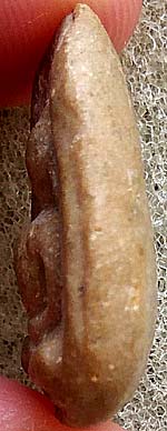 พิมพ์เม็ดบัว ผงน้ำมัน