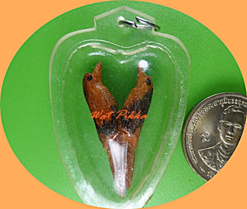 สาริกาหลวงพ่อพิเชฐ วัดโคกหม้อ ลพบุรี .5474.