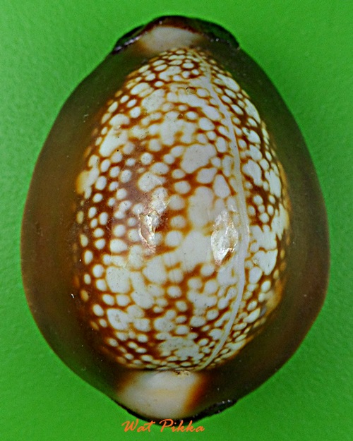 เบี้ยแก้หลวงพ่อพิเชฐ วัดโคกหม้อ ลพบุรี .5483.