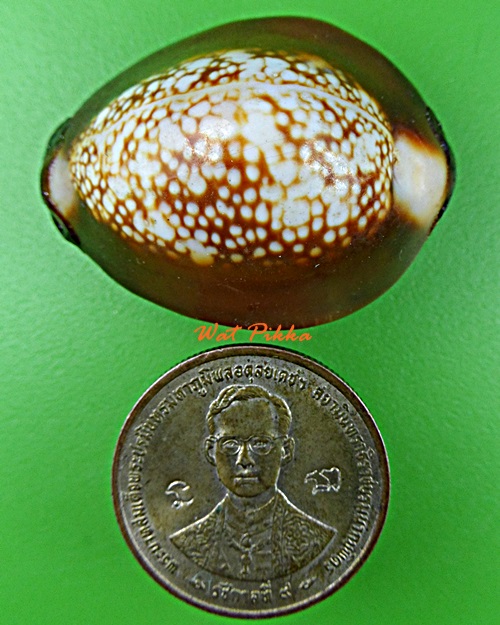 เบี้ยแก้หลวงพ่อพิเชฐ วัดโคกหม้อ ลพบุรี .5483.