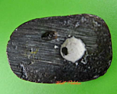 เสือหลวงพ่อหล่ำ วัดสามัคคีธรรม กทม. .5654.