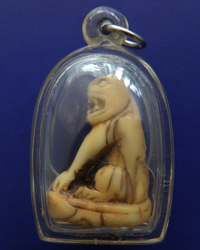 เขี้ยวเสือแกะ เก่า สูง 3 ซ.ม.