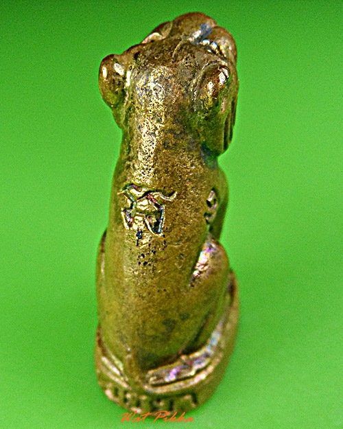 เสือหลวงพ่อเสาร์ วัดดอนหญ้านาง อยุธยา .5774.