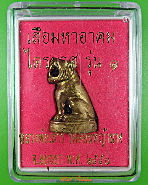 เสือหลวงพ่อเสาร์ วัดดอนหญ้านาง อยุธยา .5774.