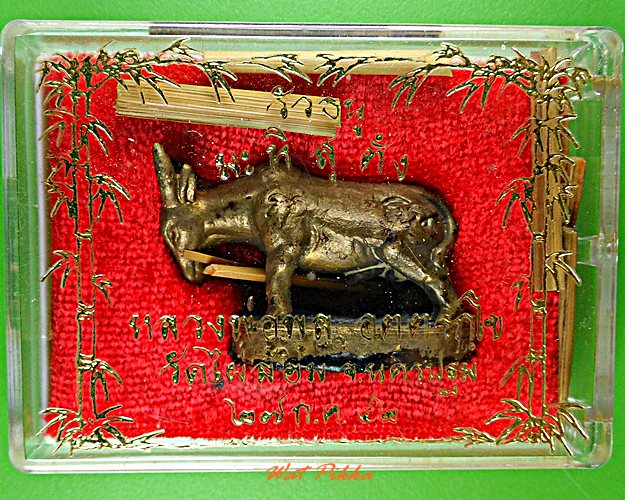 วัวธนูหลวงพ่อพูล วัดไผ่ล้อม นครปฐม .5777.