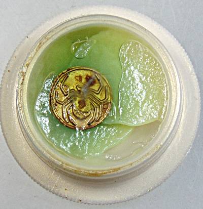 สีผึ้งแมงมุมดักทรัพย์ หลวงปู่สุภา กันตสีโล วัดคอนสวรรค์ จ.สกลนคร (วัดสุดท้ายที่ท่านอยู่ช่วงปลายอายุ