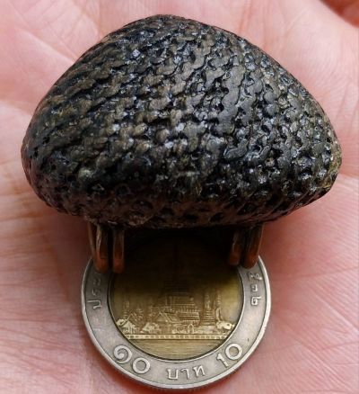 *เบี้ยแก้ ยุคปลาย หลวงปู่เพิ่ม วัดกลางบางแก้ว นครปฐม*