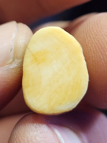 เสือแกะ