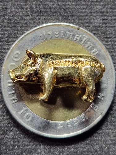 วัดแก้วเจริญ จ.สมุทรสงคราม หมูมหาลาภ หลวงพ่อหยอด ปี 2538 เนื้อกะไหล่ทอง 