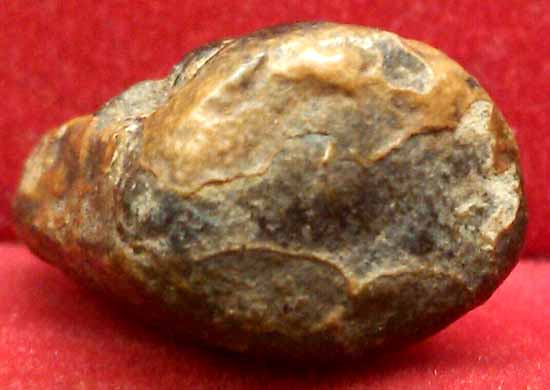 *เม็ดบัว ว่านยา หลวงพ่อชื่น วัดป่ามุนี อ่างทอง*