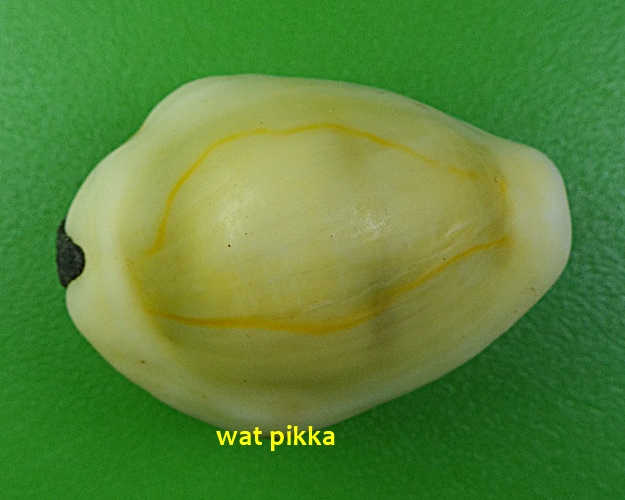 เบี้ยมหาโภคทรัพย์ ฝังตะกรุดหัวใจเศรษฐี หลวงปู่สิงห์ วัดบ้านขี้เหล็ก ศรีสะเกษ .4227.*