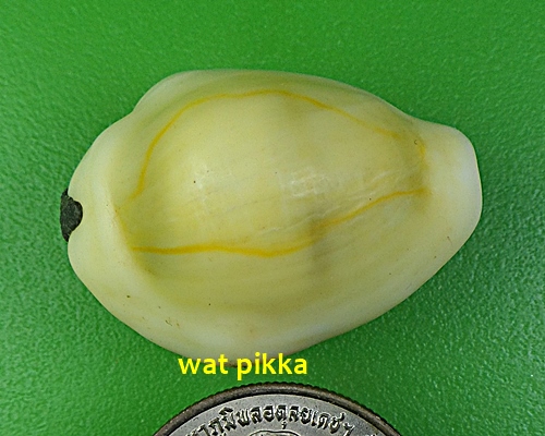 เบี้ยมหาโภคทรัพย์ ฝังตะกรุดหัวใจเศรษฐี หลวงปู่สิงห์ วัดบ้านขี้เหล็ก ศรีสะเกษ .4227.*