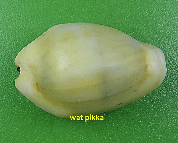 เบี้ยมหาโภคทรัพย์ ฝังตะกรุดหัวใจเศรษฐี หลวงปู่สิงห์ วัดบ้านขี้เหล็ก ศรีสะเกษ .4228.*