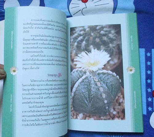 หนังสือไม้มีหนามนามแคดตัส