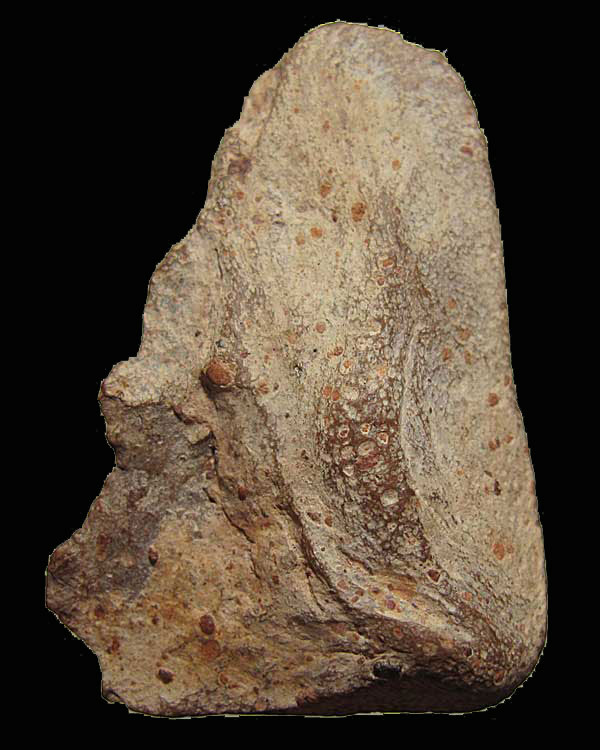 พระซุ้มนครโกษา กรุวัดนครโกษา จ.ลพบุรี เนื้อดิน